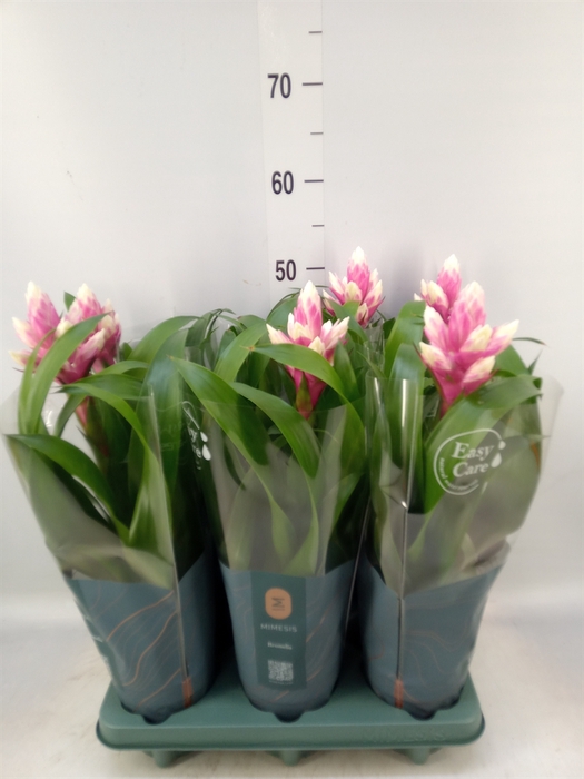 <h4>Guzmania  'Candy'</h4>