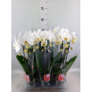 Phalaenopsis  'Elegant Cascade'