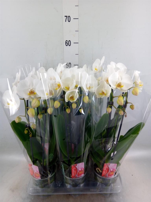 <h4>Phalaenopsis  'Elegant Cascade'</h4>