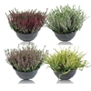 Calluna Garden Girls mix