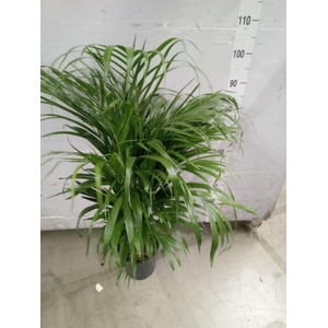 Dypsis lutescens   ...Chrysalidoca