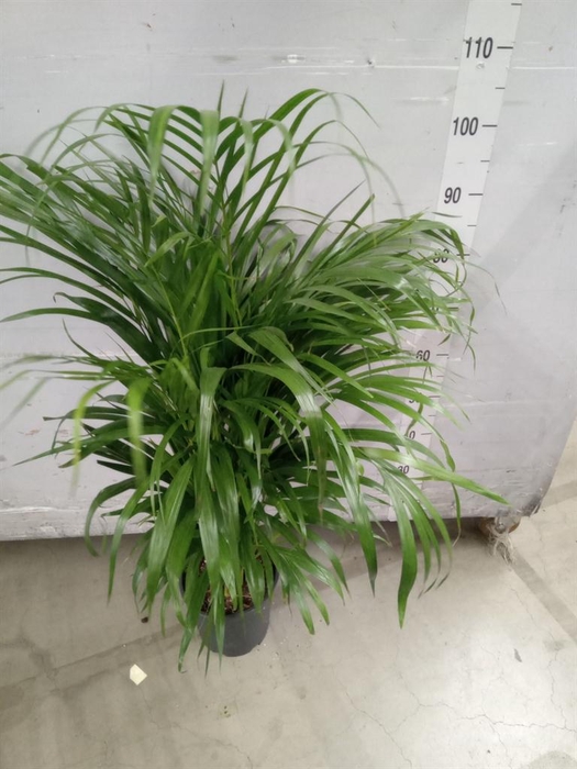 <h4>Dypsis lutescens ...Chrysalidoca</h4>