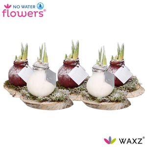 arr4 Amaryllis VH - Waxz on Wood Snow