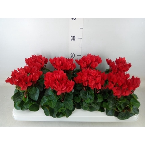 Cyclamen KL 'Compact'