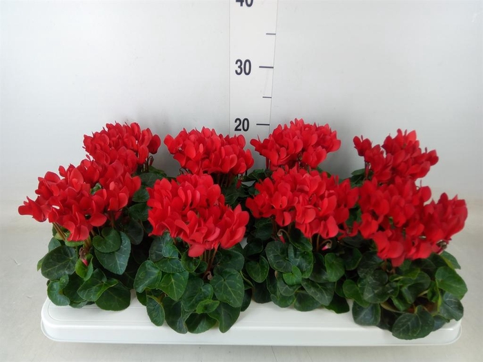 <h4>Cyclamen KL 'Compact'</h4>