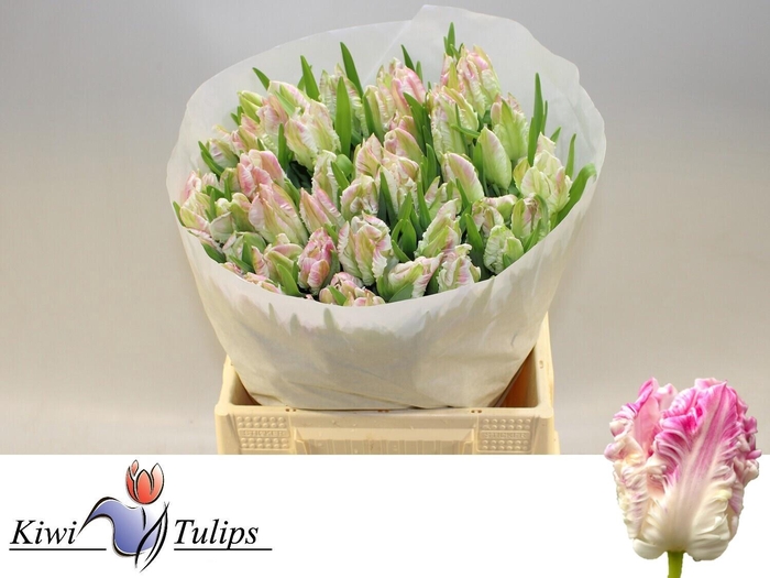 <h4>TU PA CABANNA</h4>