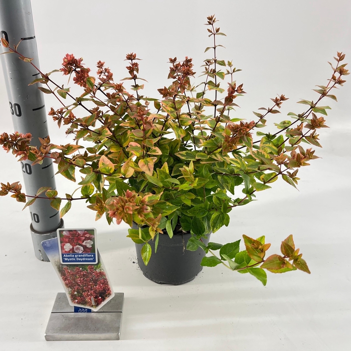 <h4>Abelia grandiflora Mystic Daydream ('Opstal 40'PBR)</h4>