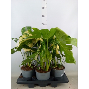 Monstera delic. 'Thai Constellatio'