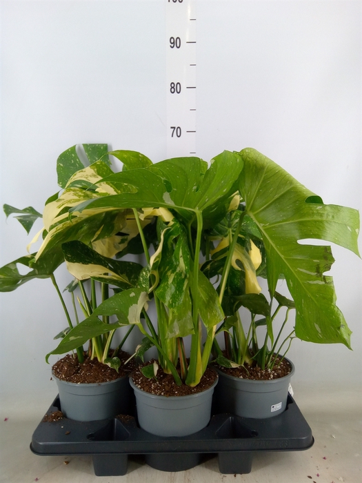 <h4>Monstera delic. 'Thai Constellatio'</h4>