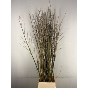 SALIX WILGENKATJES VERTAKT