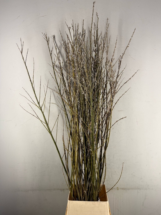 <h4>SALIX WILGENKATJES VERTAKT</h4>