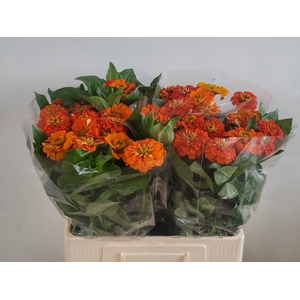 ZINNIA ELEGANS