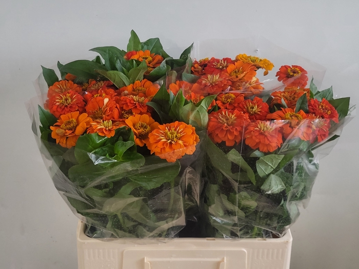 <h4>ZINNIA ELEGANS</h4>