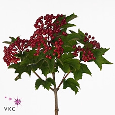 Vibur Op Mag Red Decor