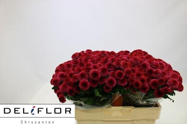 <h4>CHR SAN overig</h4>