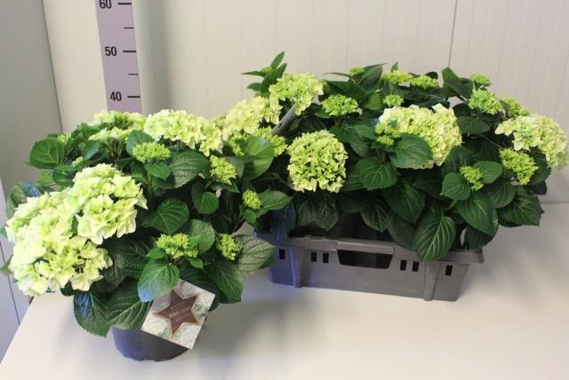 <h4>HYDR M HI WHITE SUN</h4>