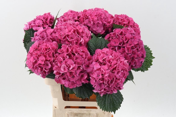 <h4>Hydr M Sibilla Rd</h4>