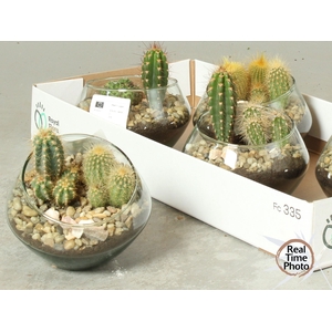 ARR CACTUS