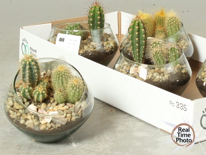 <h4>ARR CACTUS</h4>