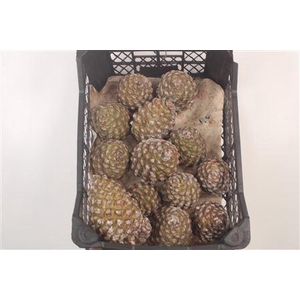 PINEA FRESH MIDDLE X15