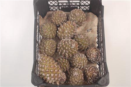 <h4>PINEA FRESH MIDDLE X15</h4>