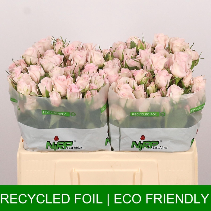 <h4>R TR BELLE ROSEVER</h4>