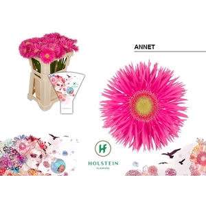 Gerbera Spider Annet Water x40