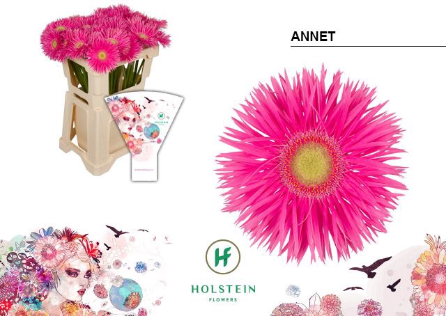 <h4>Gerbera Spider Annet Water x40</h4>