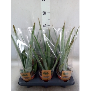 Aloe vera