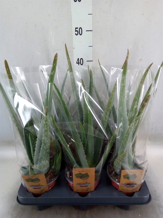 <h4>Aloe vera</h4>