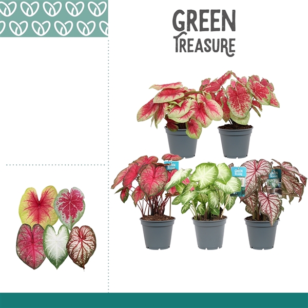 <h4>Caladium Gemengd</h4>