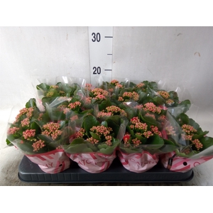 Kalanchoe blos. 'Calandiva Rubio'