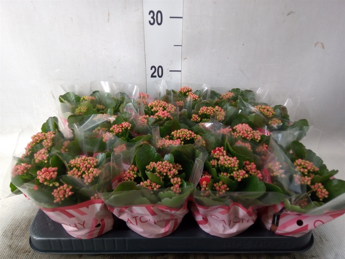 <h4>Kalanchoe blos. 'Calandiva Rubio'</h4>