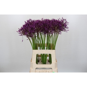 Allium Purple Rain