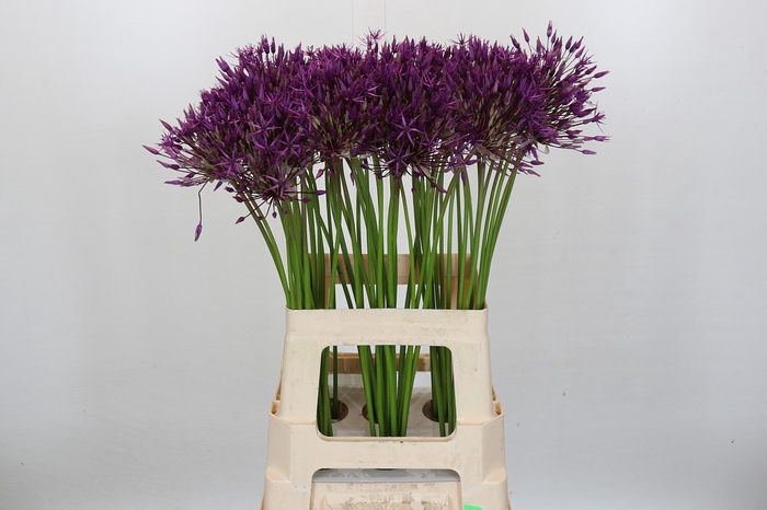 <h4>Allium Purple Rain</h4>