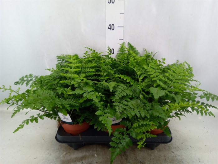 <h4>Asplenium parvati</h4>