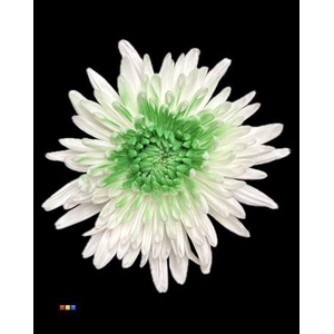 Chr G Ana White + Green