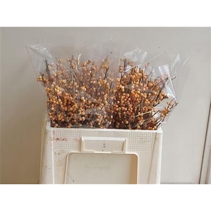 ILEX VE GOLD VERBOOM
