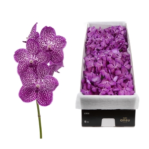 Vanda 16 tak Lipstick
