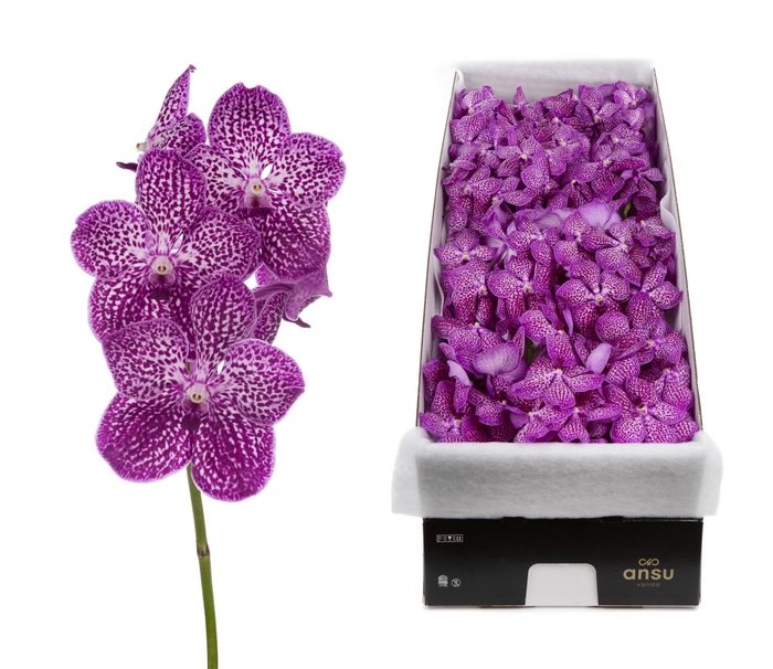 <h4>Vanda 16 tak Lipstick</h4>