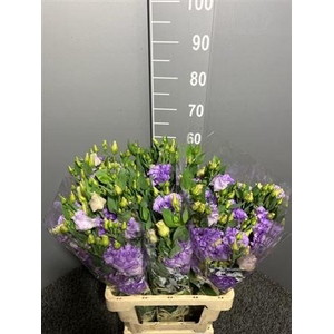 Eus G Corelli Lavender