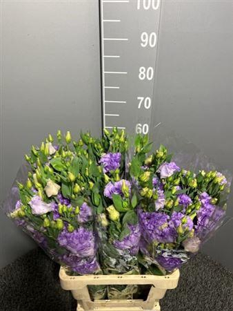 <h4>Eus G Corelli Lavender</h4>