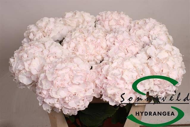 <h4>HYDR M CH SW VERENA</h4>