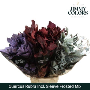Quercus Rubra sleeve L80 Frosted Mix