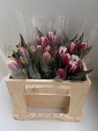 <h4>Tu Du Paars Wit</h4>