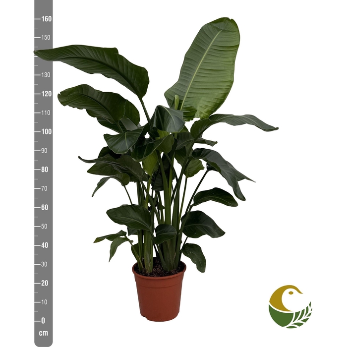 <h4>STRELITZIA NICOLAI</h4>