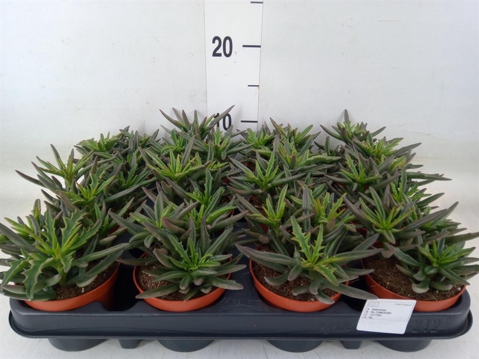 <h4>Kalanchoe NF   ...</h4>