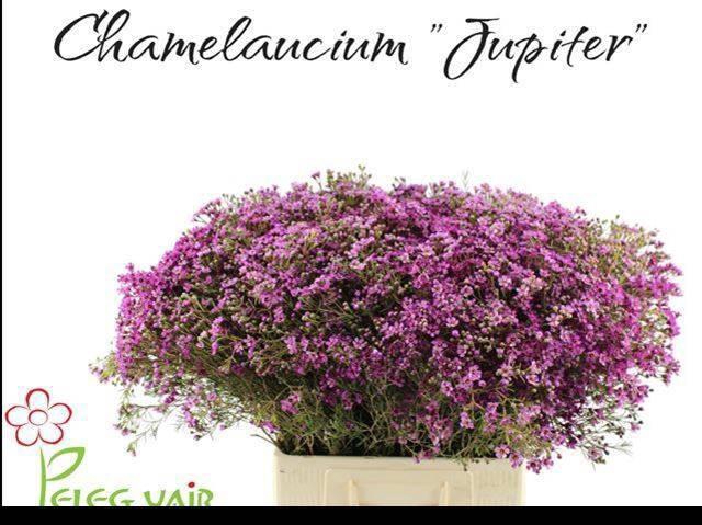 <h4>CHAME UN JUPITER</h4>