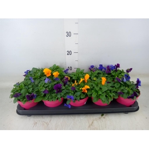 Viola corn. 'Evo Mini MM Warsaw'