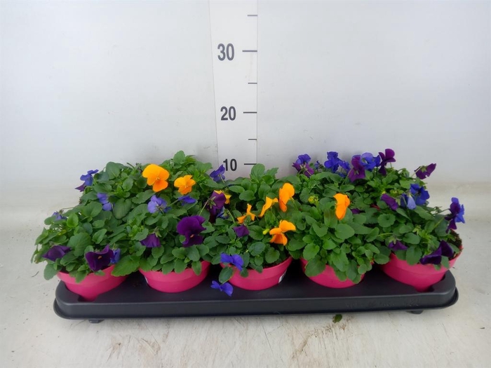 <h4>Viola corn. 'Evo Mini MM Warsaw'</h4>